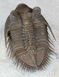 Top Quality Tower Eyed Erbenochile Trilobite #39090-2